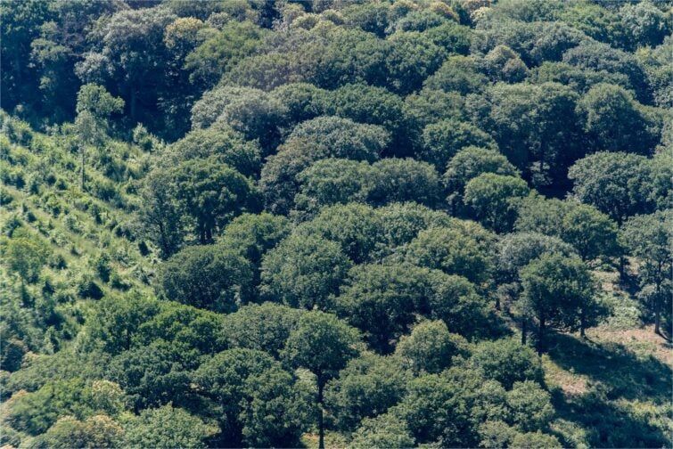 Foret de Carnelle 2