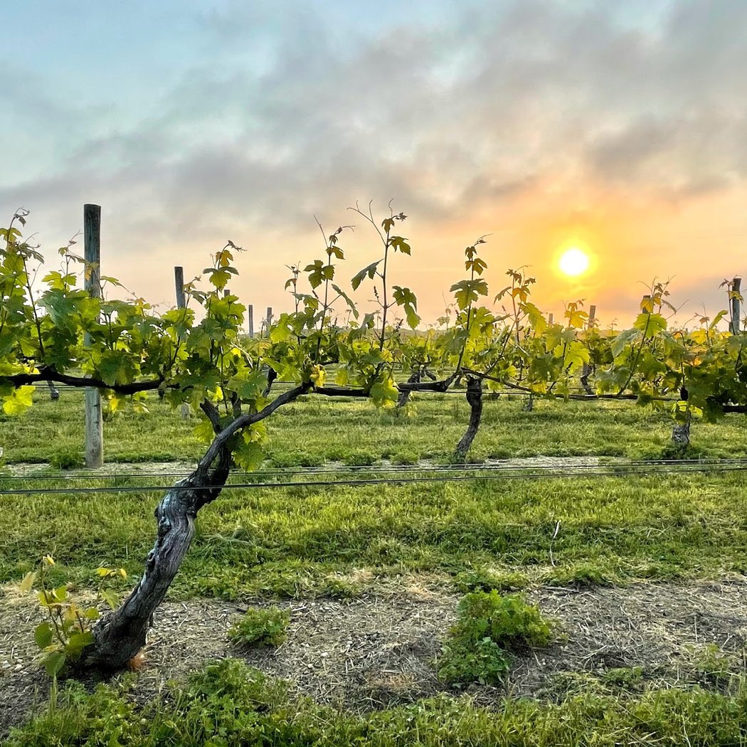 Borghese Vineyard 1