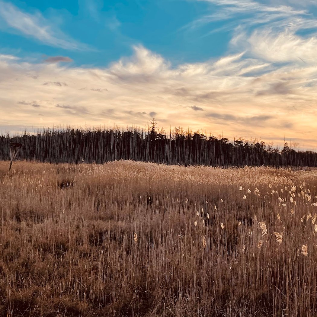 Cattus Island Nature Walks 1