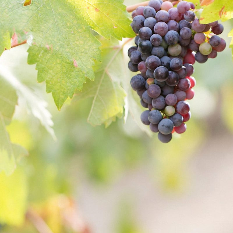 Viticulture & Enology Intensive 1