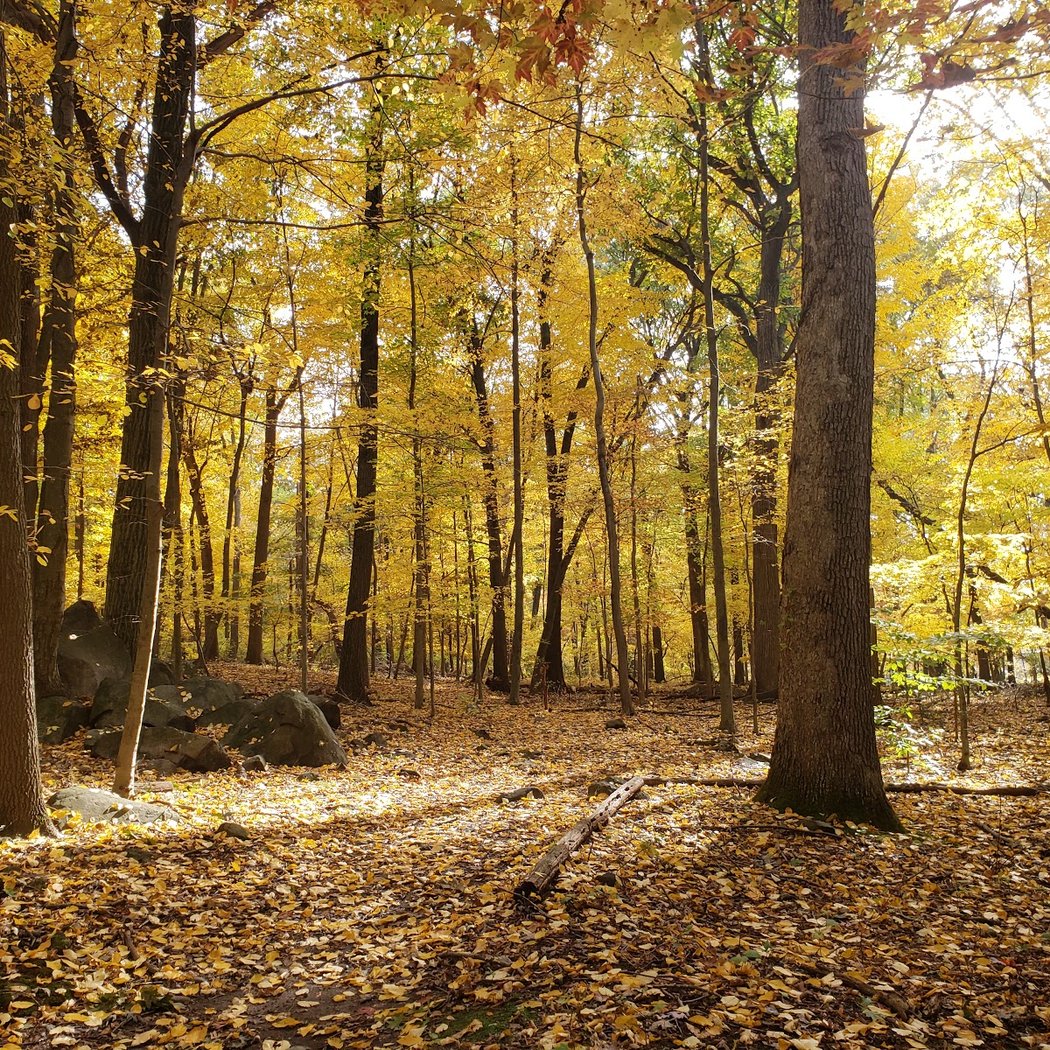 Tenafly Nature Center 1