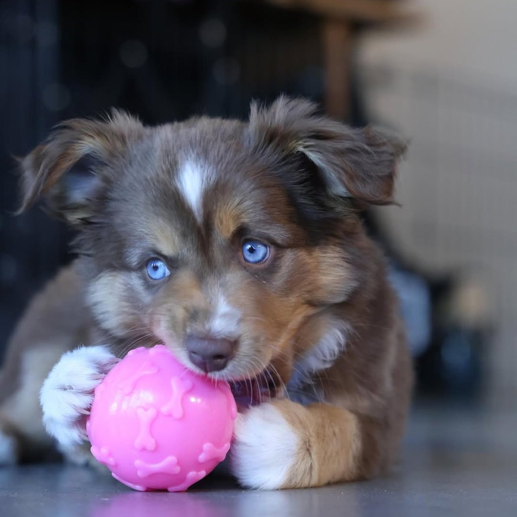 Australian Shepherd Puppy Yoga 1