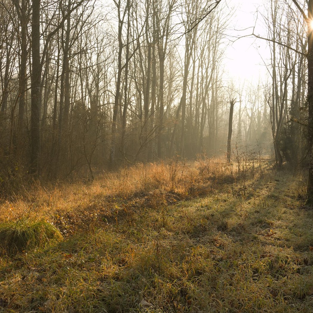 Marais de Fontenay 1