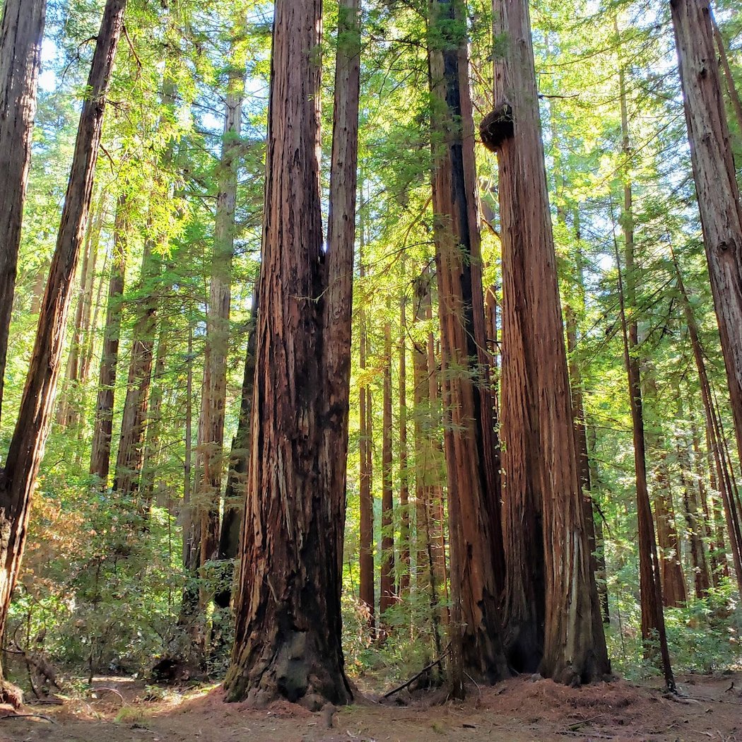 Nightfall in the Redwoods 2