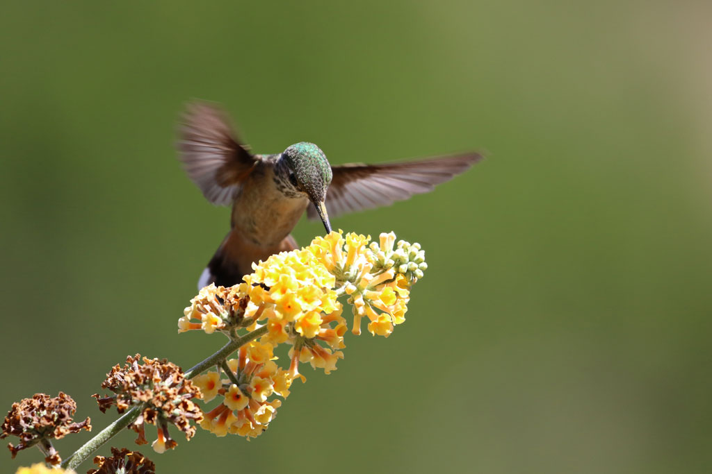 Xtreme Hummingbird Xtravaganza 3