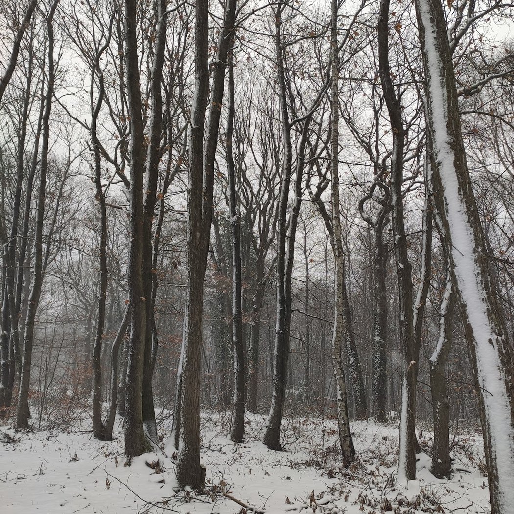 Forêt Domaniale de Fausses Reposes 5