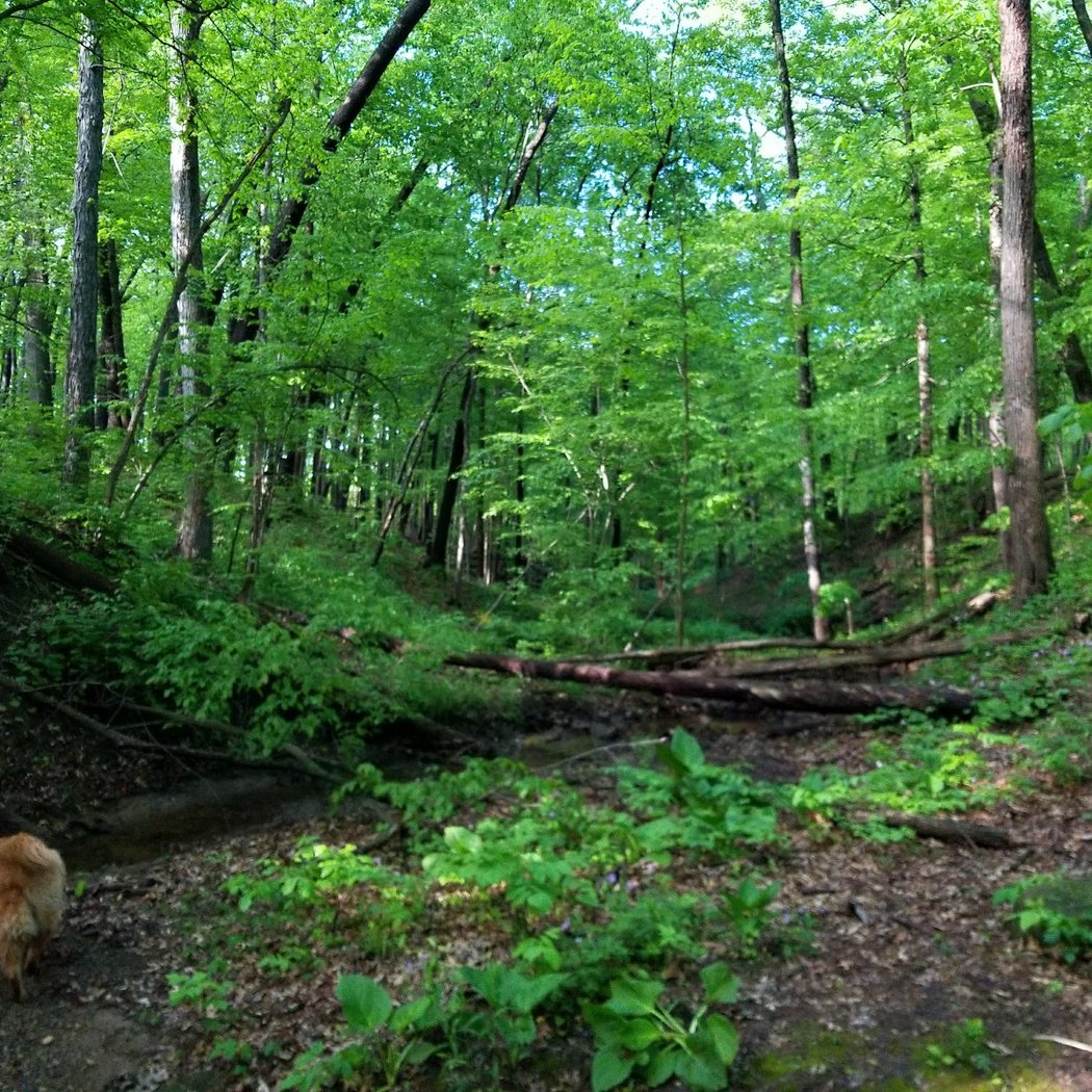 Kuebler Langford Nature Area 2