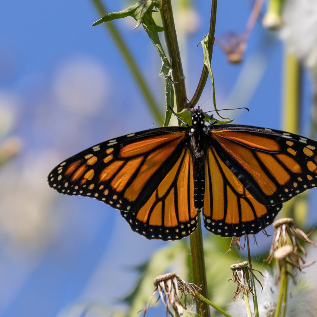 The Monarch and Milkweed Connection 1