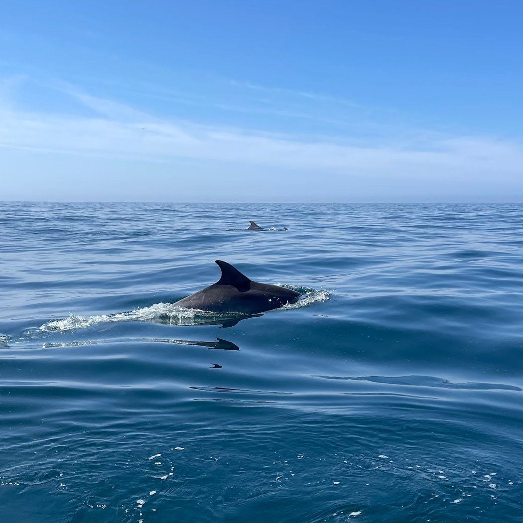 APEX CETACEA 2