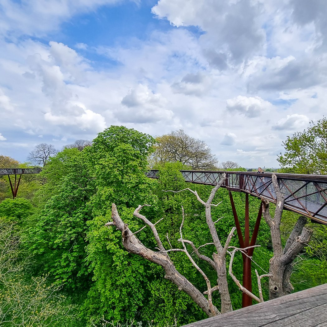 Treetop Walkway 1