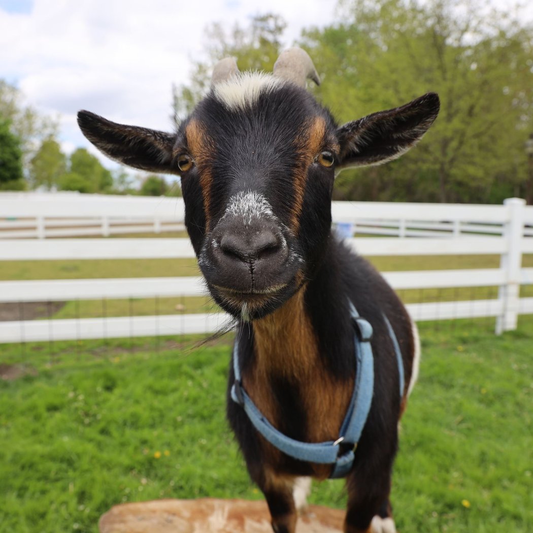 Heritage Park Petting Farm 1
