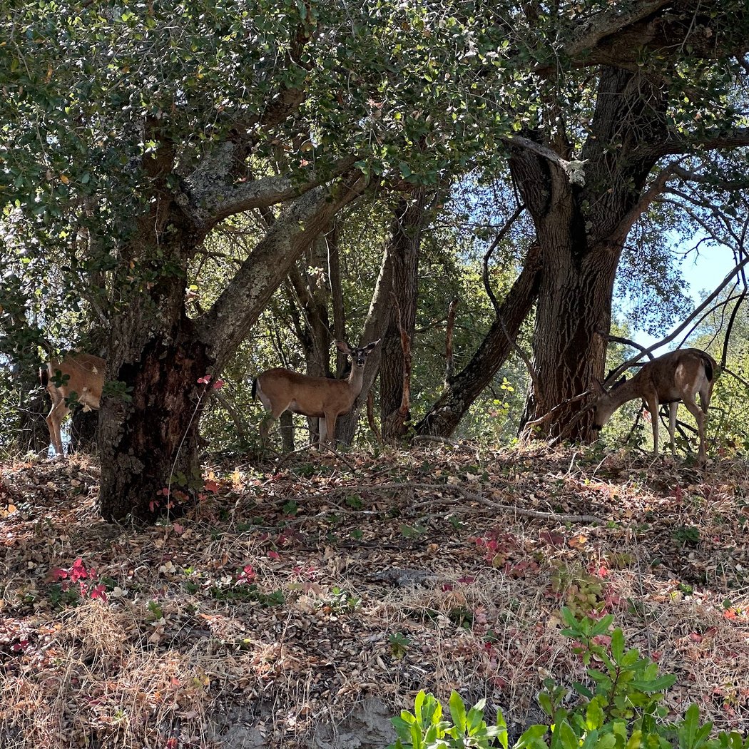 Lafayette Reservoir - Upper Site 1