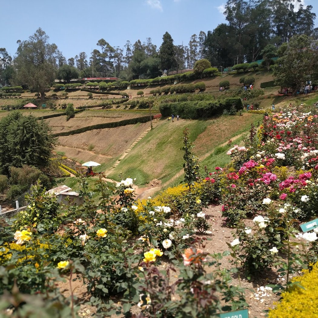 Government Rose Garden 2