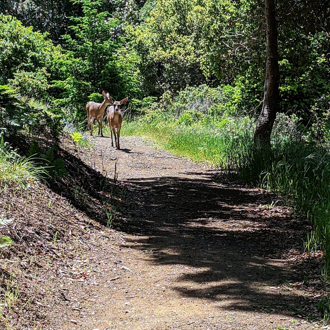 Redwood Creek trailhead 1