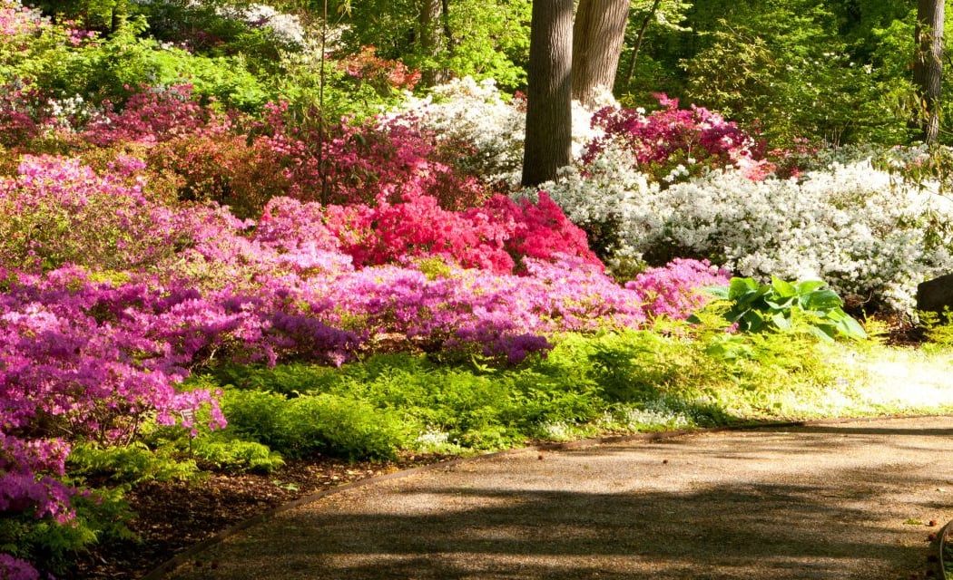 Ecotherapy in the Azalea Garden Tour 1