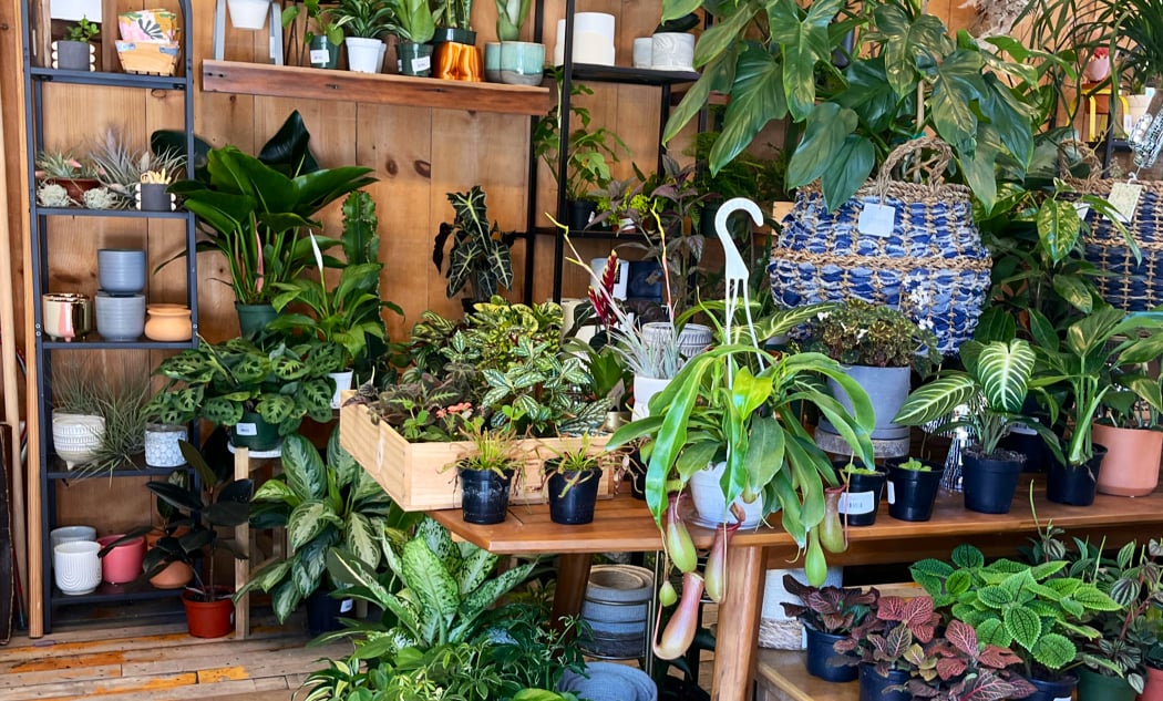 Kokedama Workshop 3