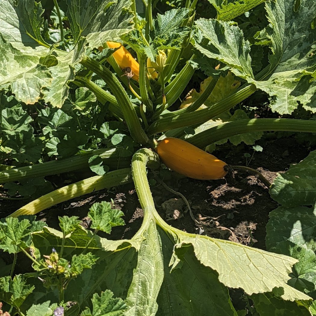 Hayward Community Gardens 3