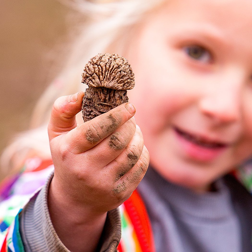 Fantastic Fungi Environmental Education Program 1