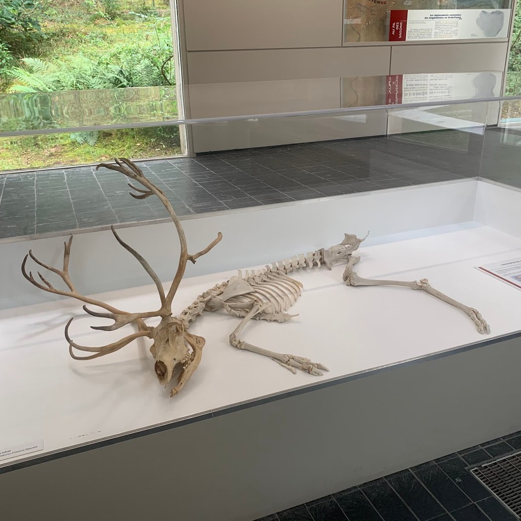 Les animaux de la Préhistoire