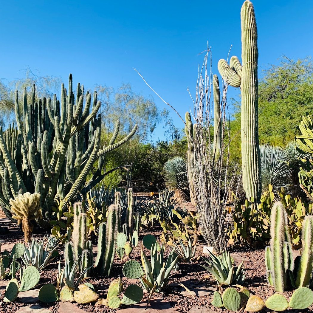 Sonoran Sippin’ 4