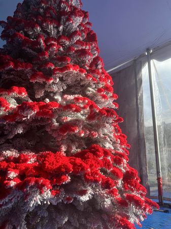 Christmas Tree Farm 1
