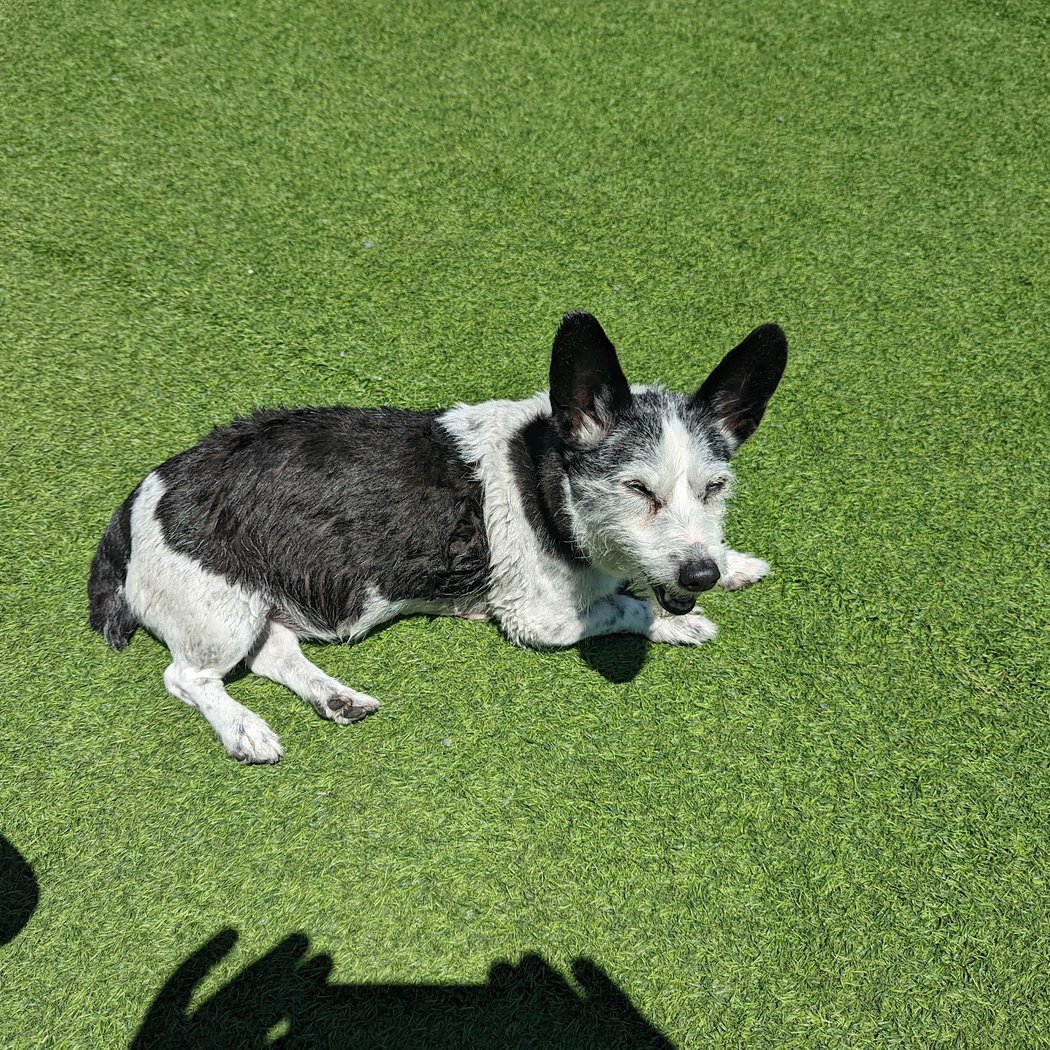Foster City Dog Park 2