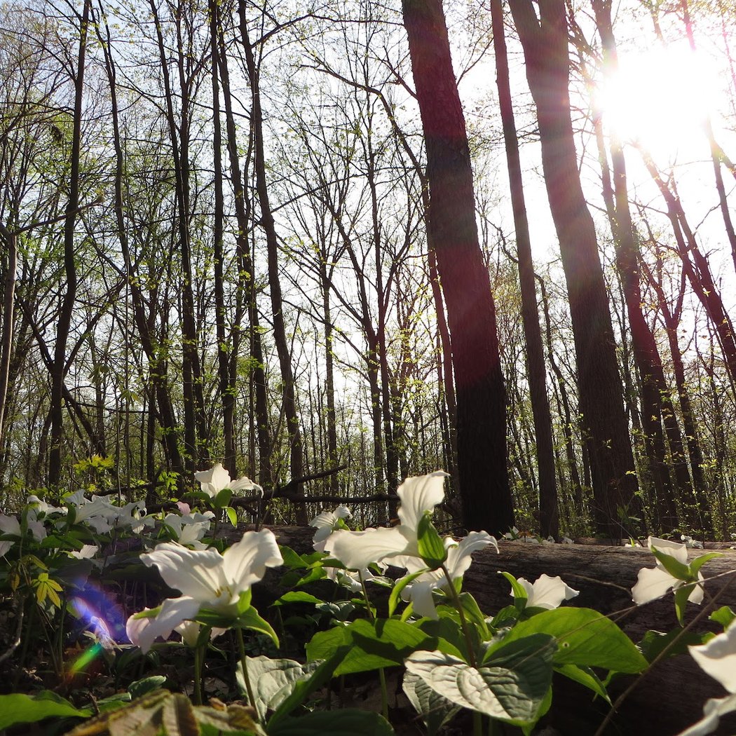 Kosch-Headwaters Preserve 1