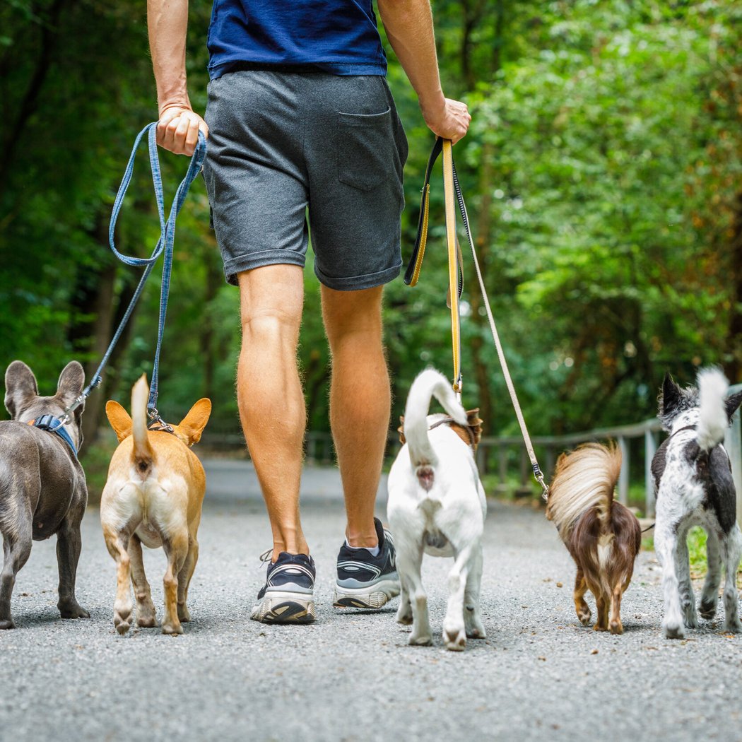 Paws on the Promenade 2