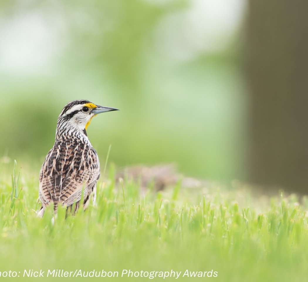 Birding Basics 2