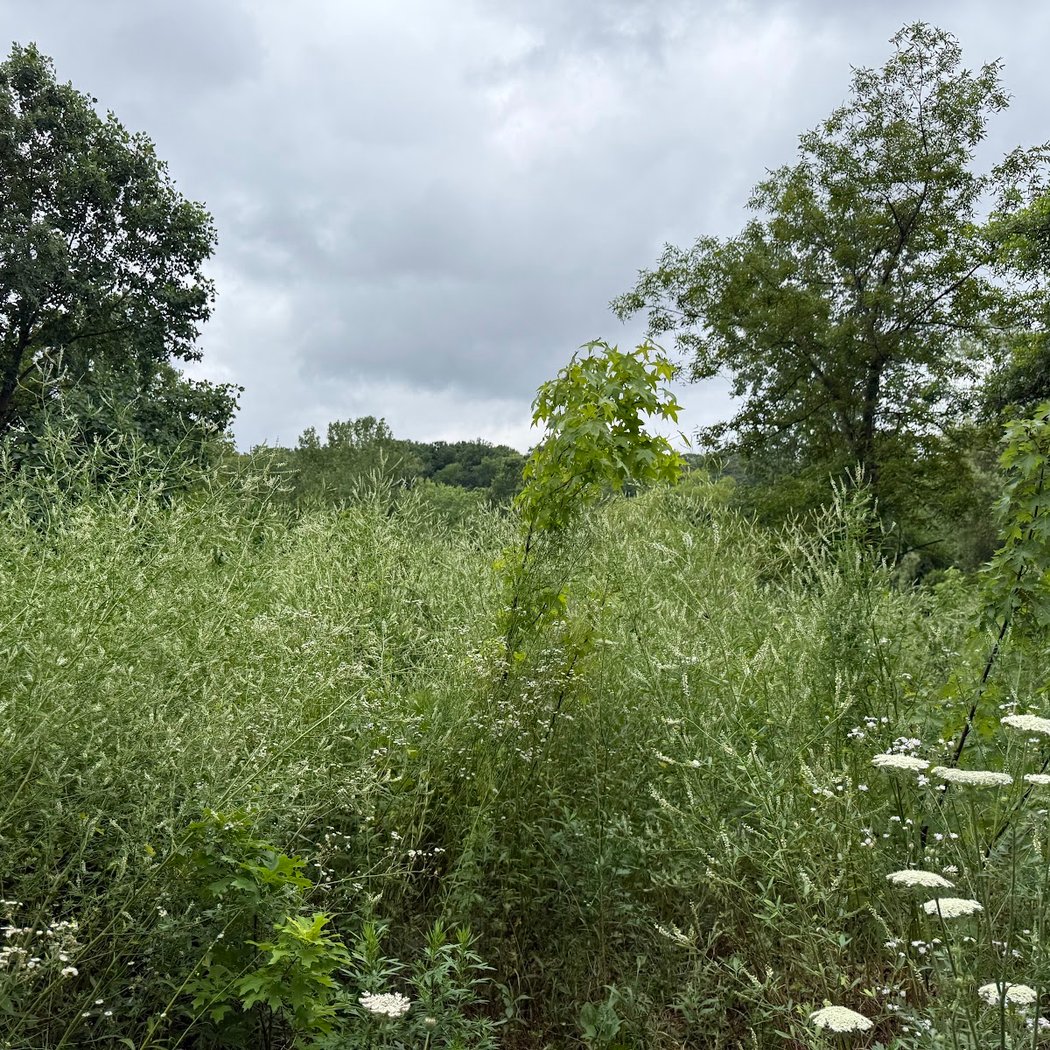 Alley Pond Park Trail 3
