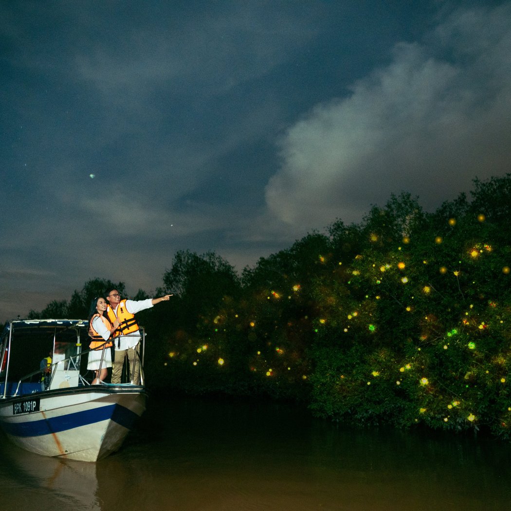 Kuala Selangor Fireflies 1