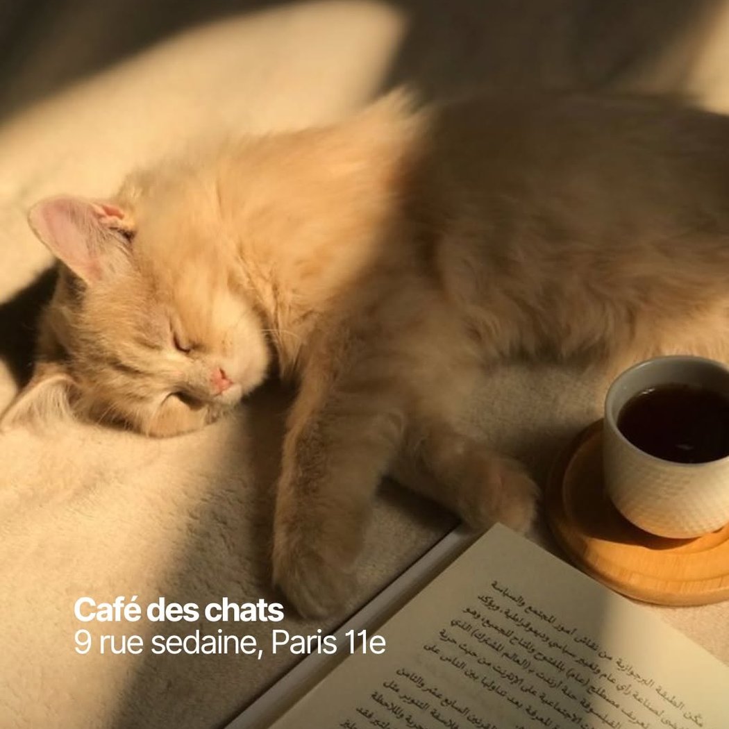 Le Café des Chats 1