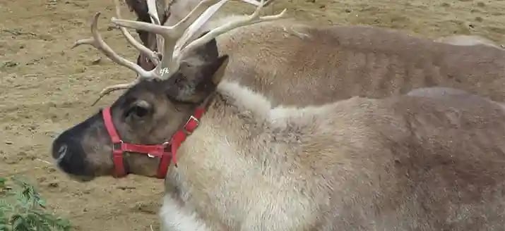 Holiday Exhibits with Live Animals and Winter Crafts 1