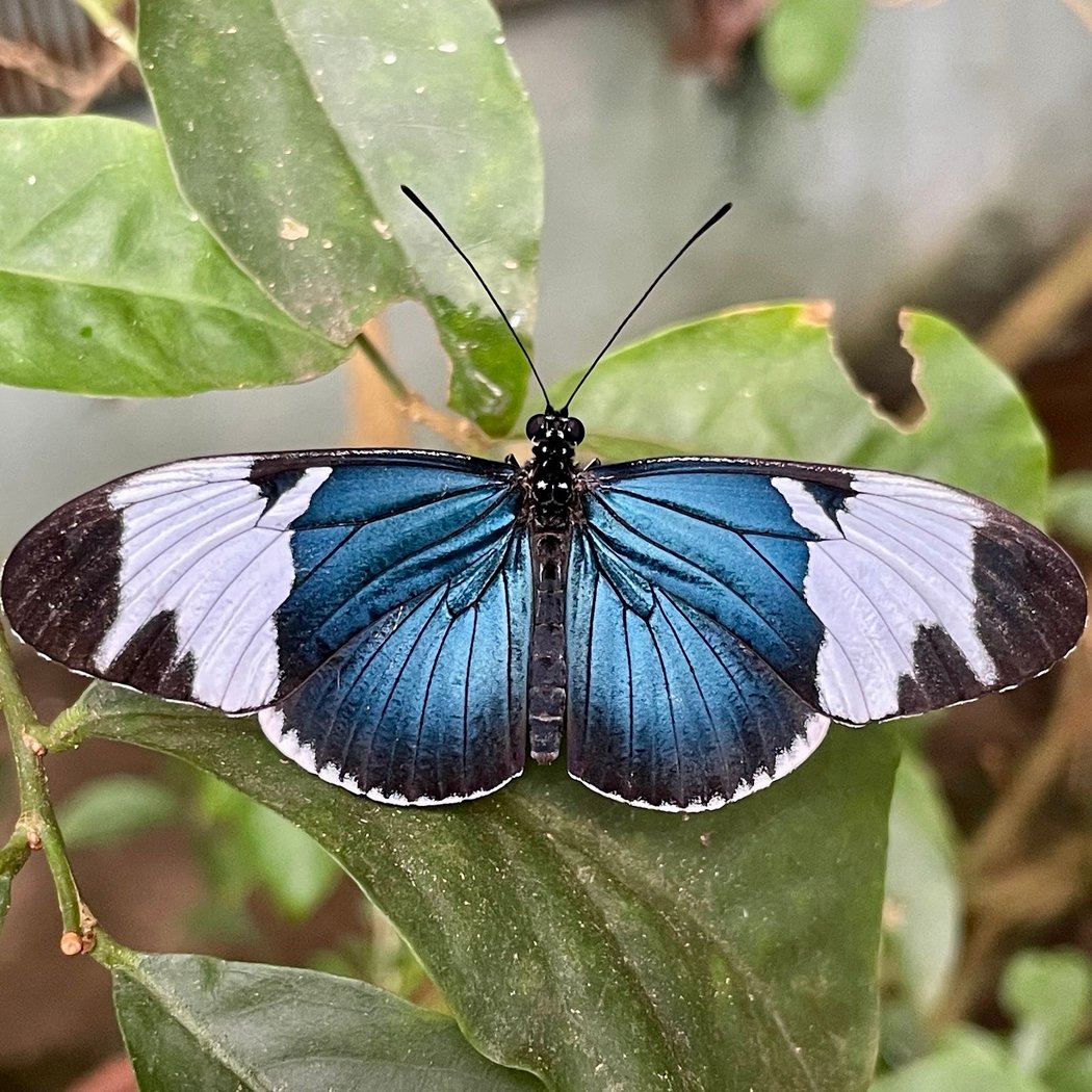 Magic Wings Butterfly Conservatory 1