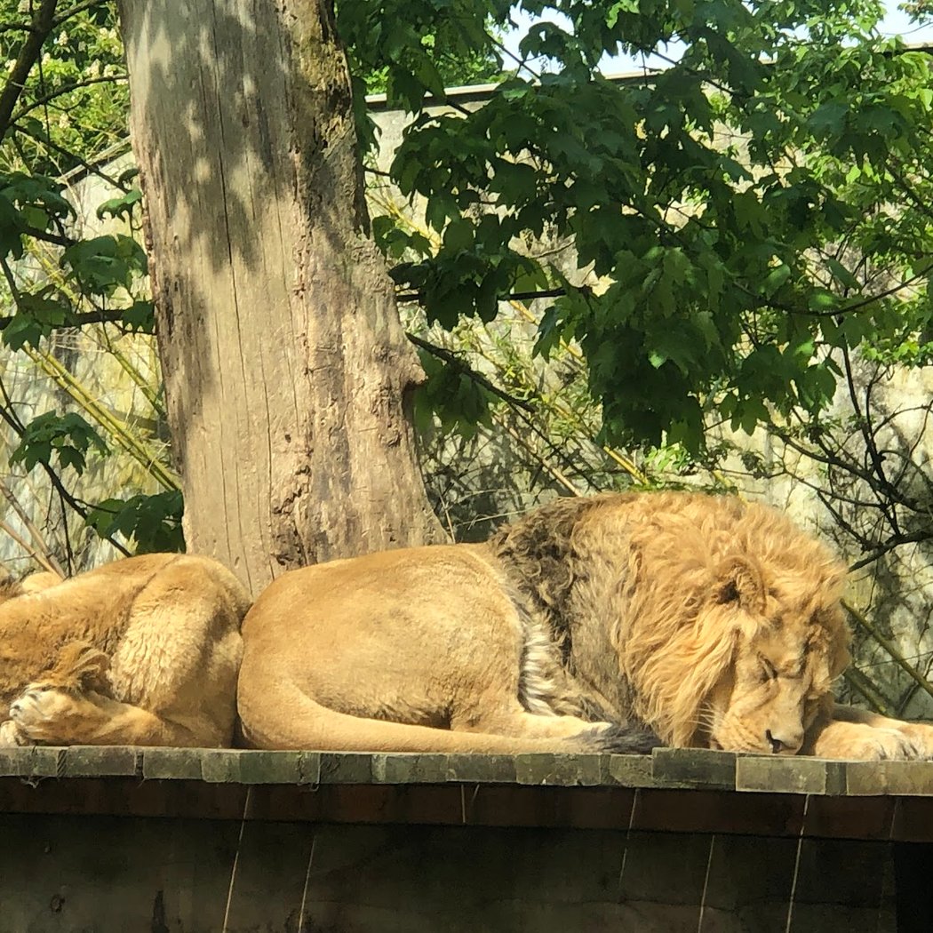 Parc Zoologique et Botanique de Mulhouse 3