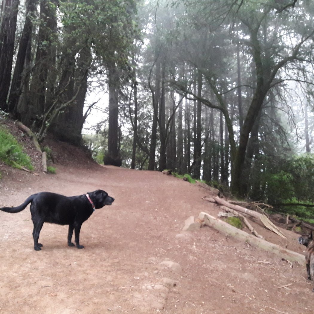 West Ridge Trail 3