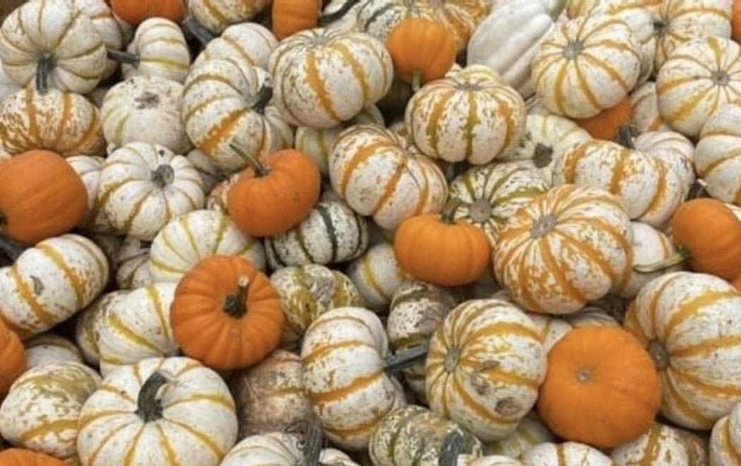 The Pumpkin Patch at Mistletoe Lane 3