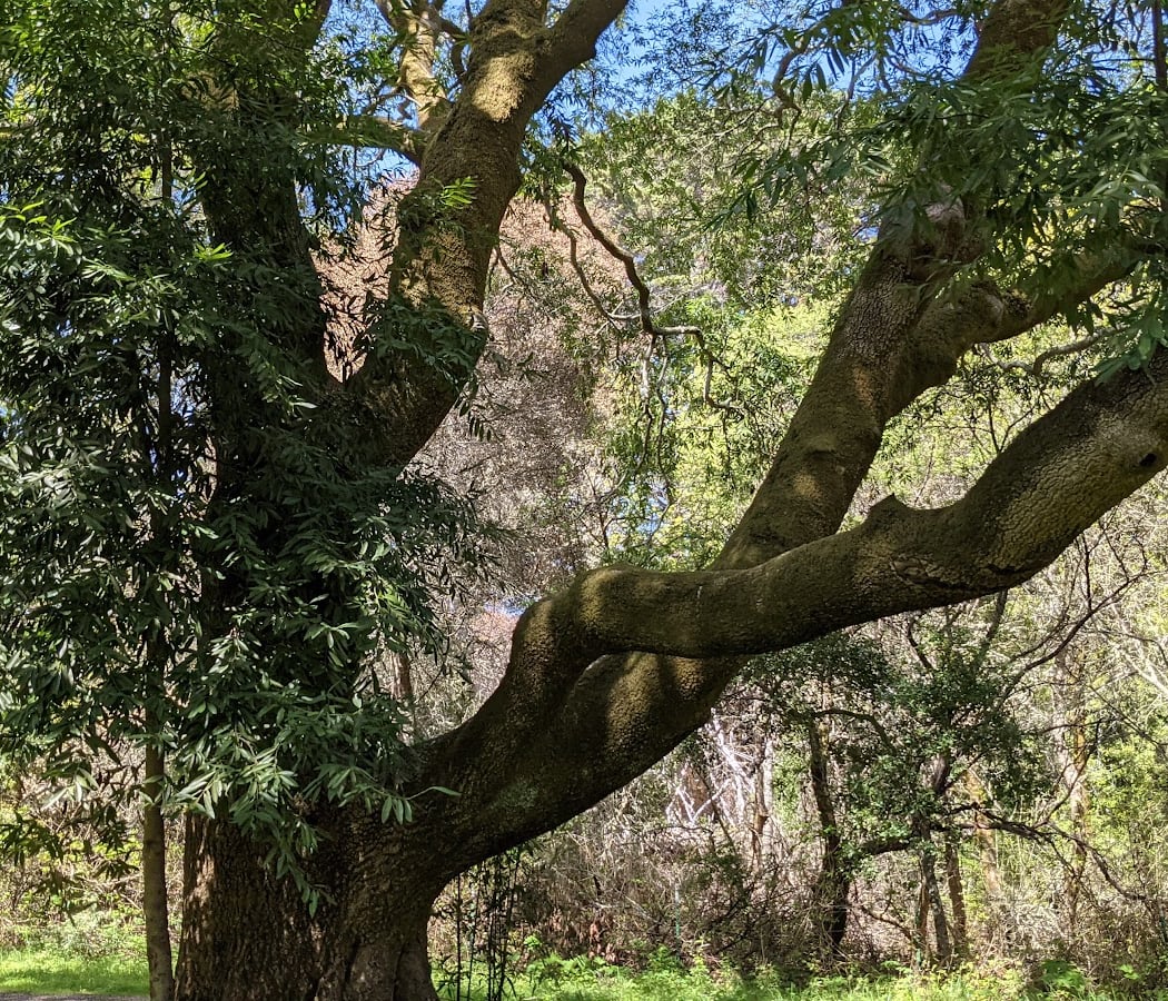 Jepson Laurel Tree 3
