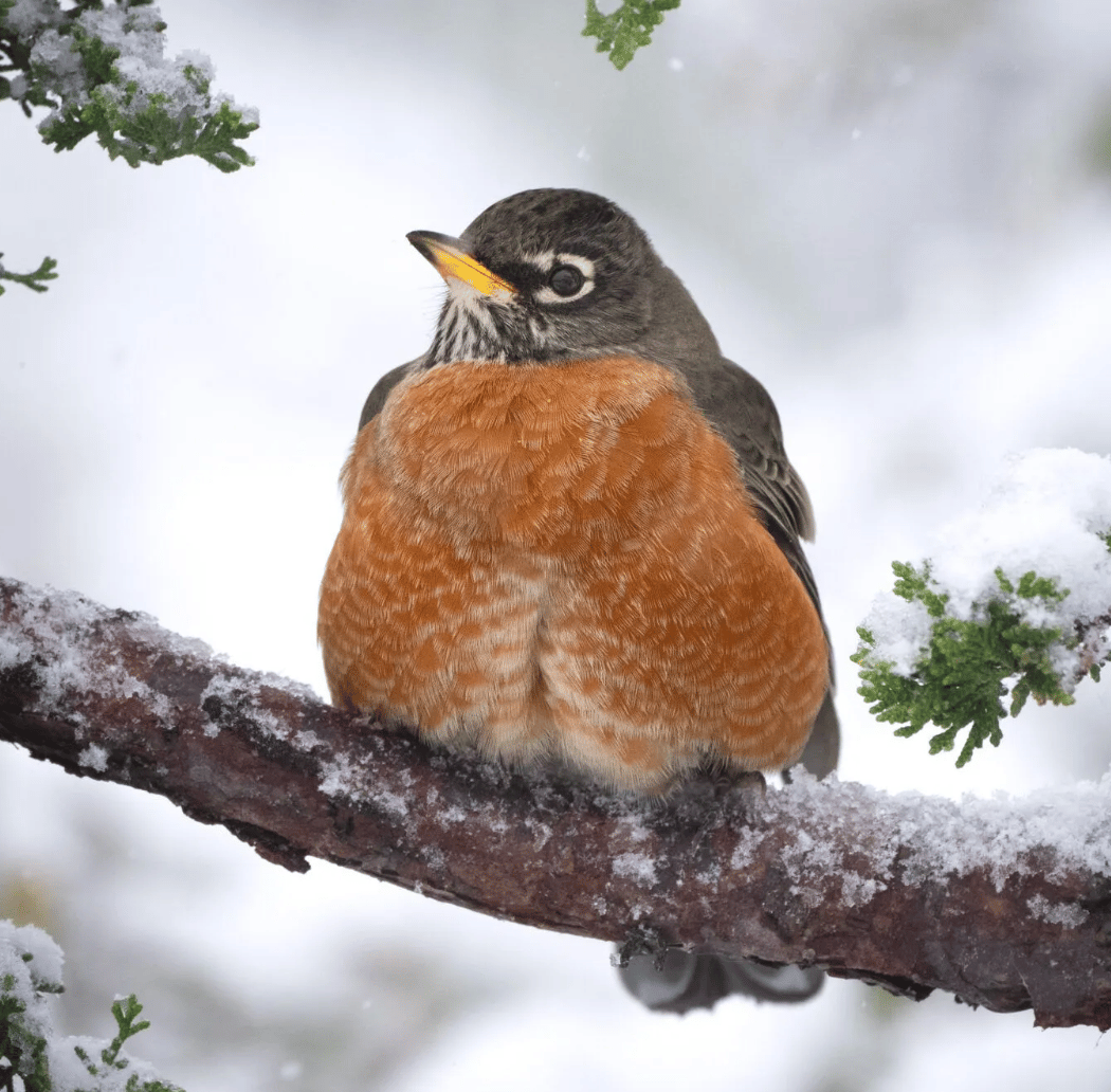 Great Backyard Bird Count 1