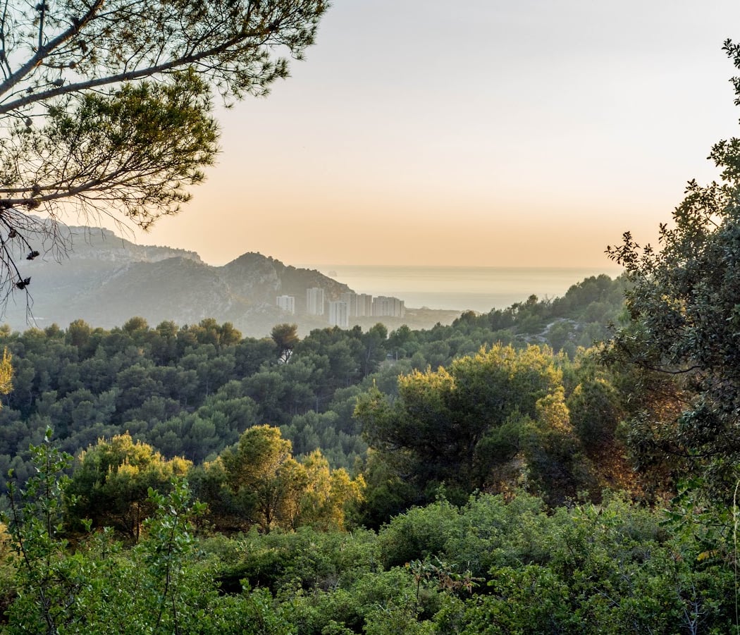 Le Roy d'Espagne 1
