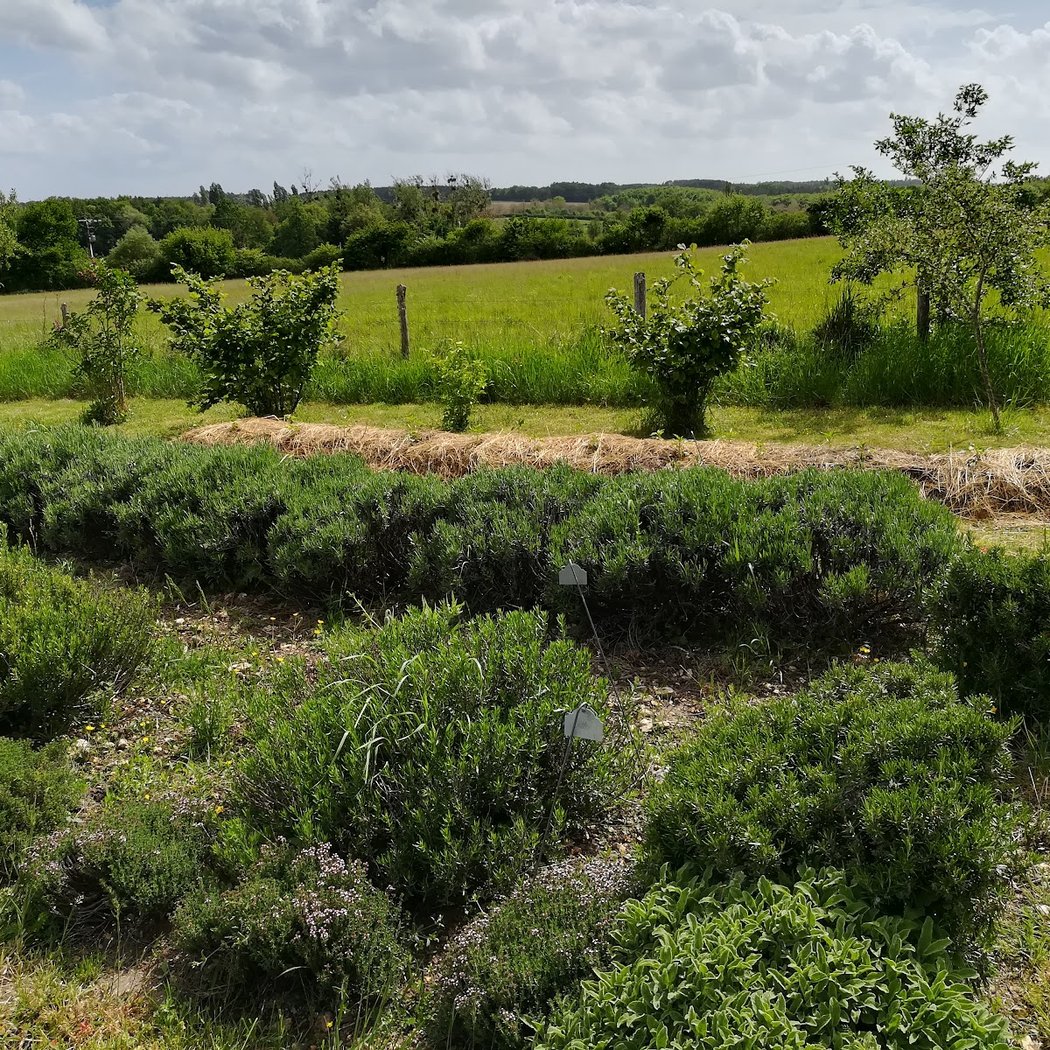La Cabane à Plantes 2