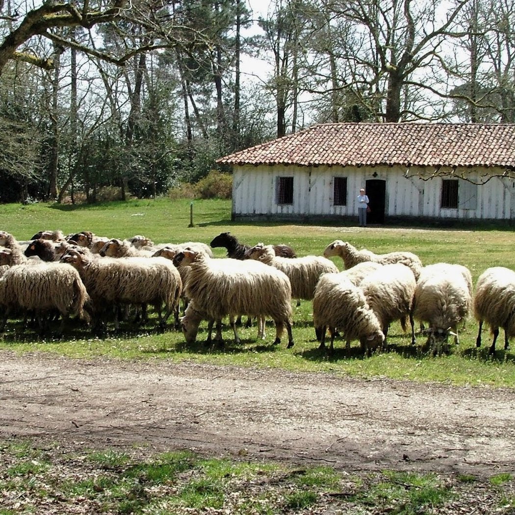 Tonte des moutons 4