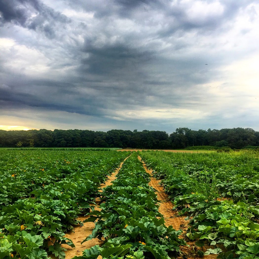 Glover Farms 3