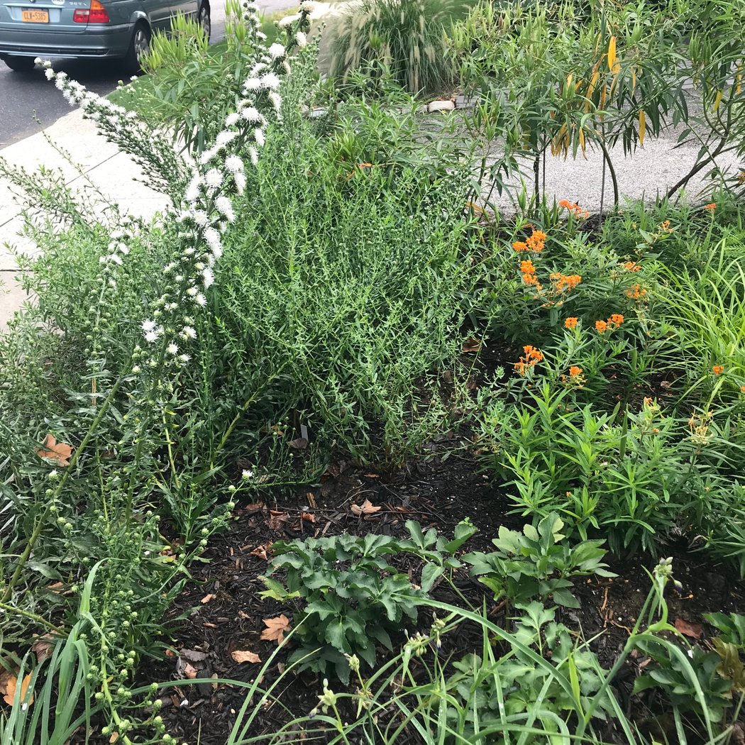 Custer Preserve Native Garden Maintenance 2