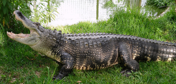 Croc Encounters 2