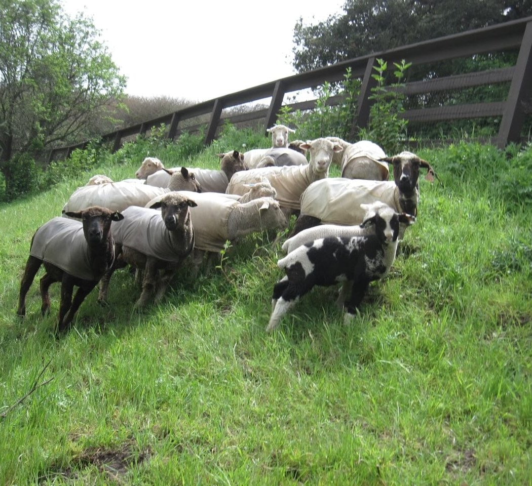Pomponio Ranch 2