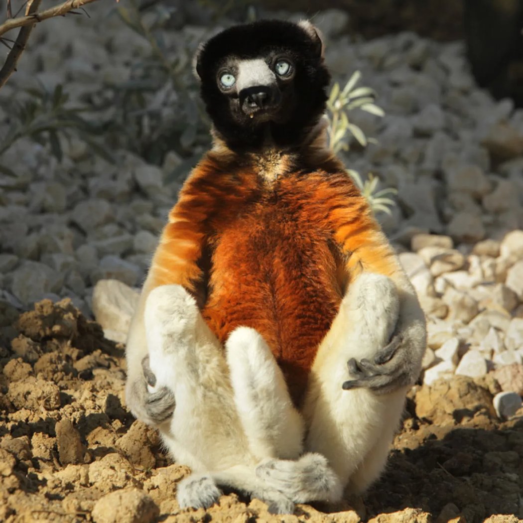 Apprenti soigneur : lémuriens de Madagascar 2