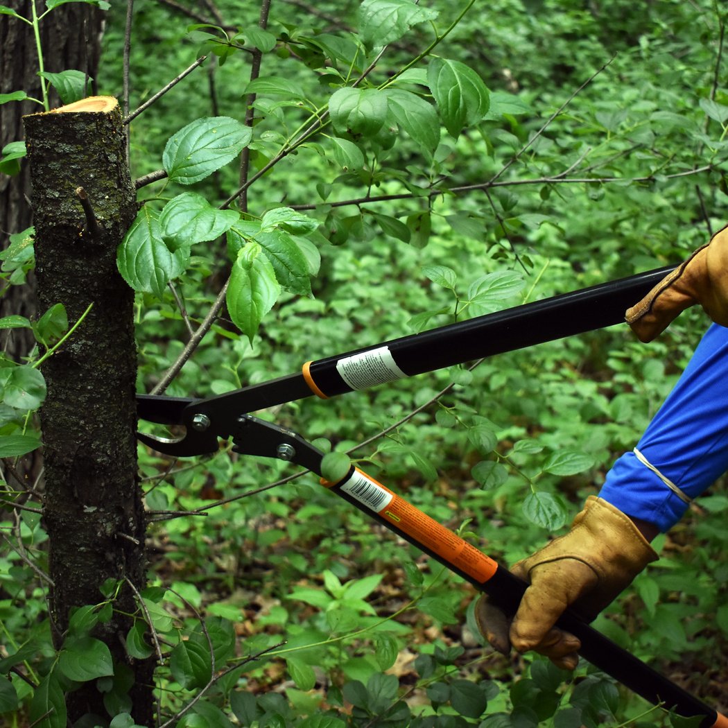 Weekly Habitat Restoration