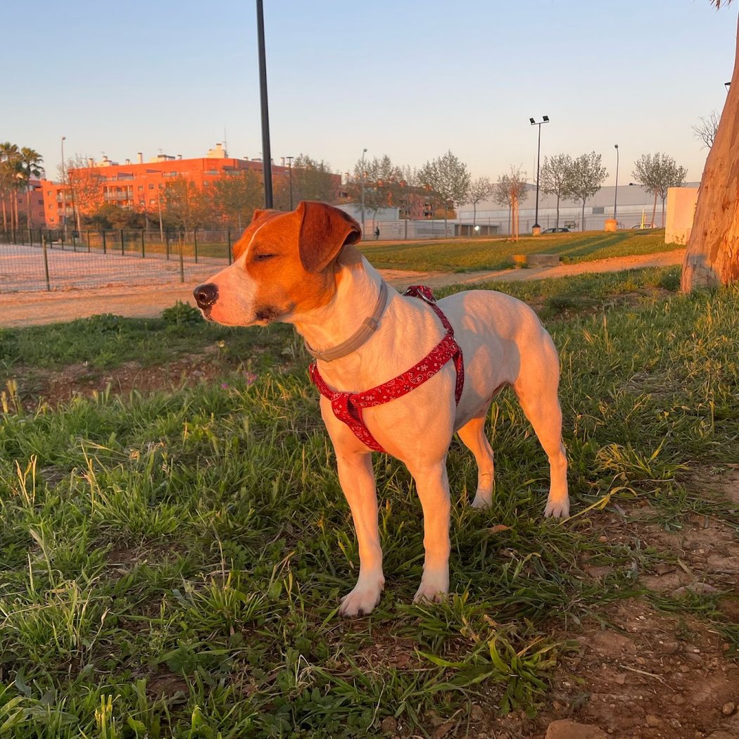 Centro Municipal Zoosanitario de Sevilla 1