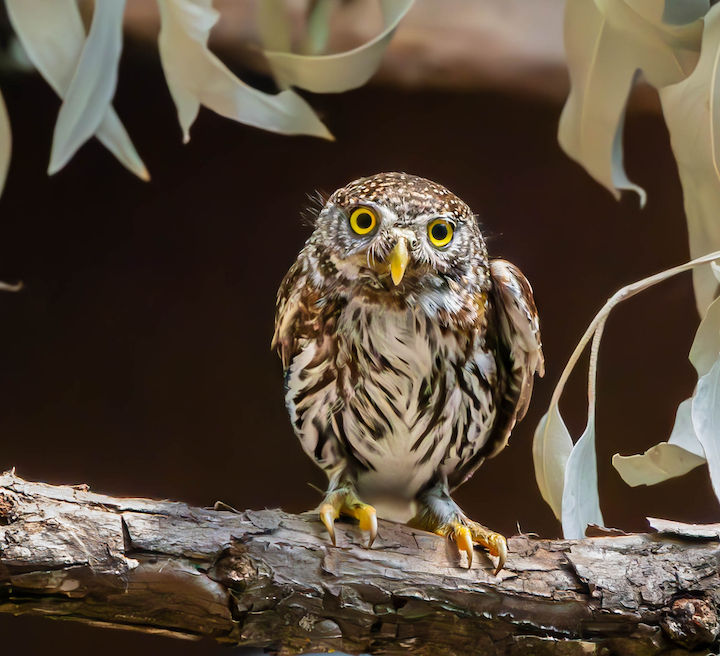 Napa Wildlife Rescue 3